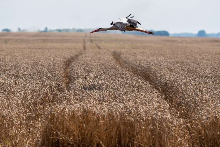 Wheat harvesting in Ukraine's Kyiv region amid ongoing conflict - Global Banking & Finance Review