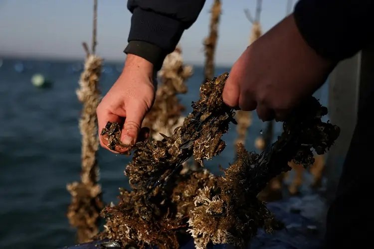 Image for Greece’s mussel harvest wiped out by warming seas