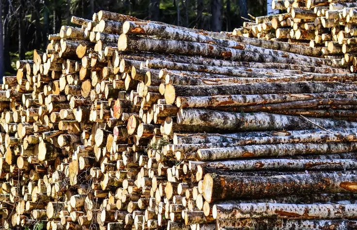 Image for Global Softwood Pulp Market Forecast to Double by 2034 Amid Sustainability and Hygiene Demand