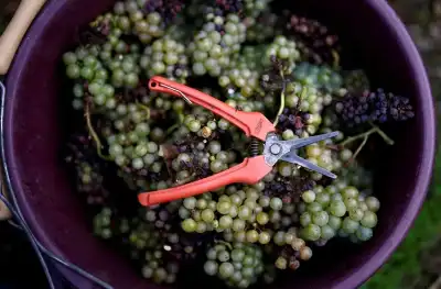 Image for French wine output seen falling by a quarter due to adverse weather