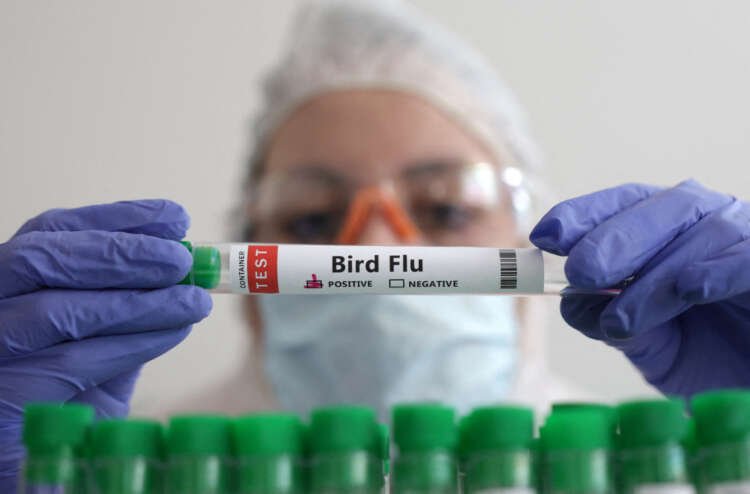 Image for Flu experts gather with H5N1 risk on the agenda