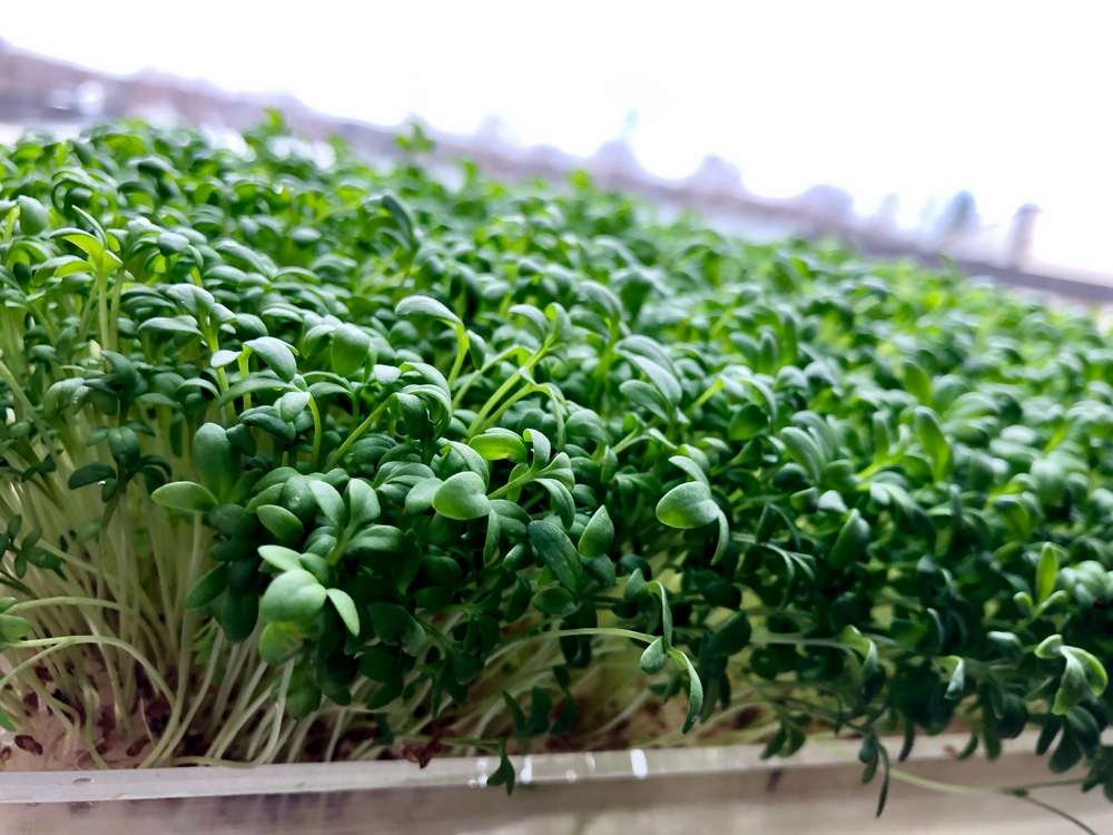 Veganism Boom Led to $1.2 million seed funding growth for High-Tech Garden Startup