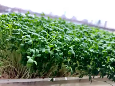 Image for Veganism Boom Led to $1.2 million seed funding growth for High-Tech Garden Startup