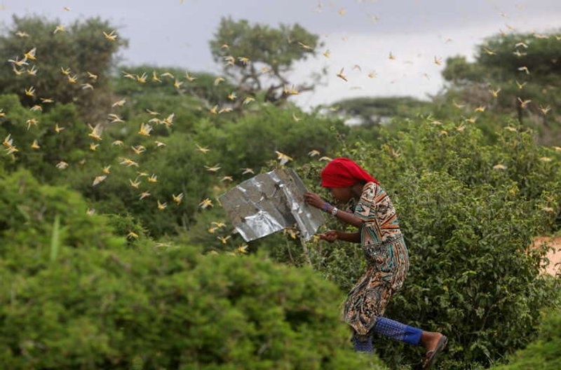 Image for Pests on the march as climate change fans spread of crop destroyers
