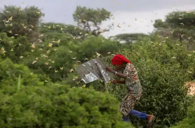 Image for Pests on the march as climate change fans spread of crop destroyers