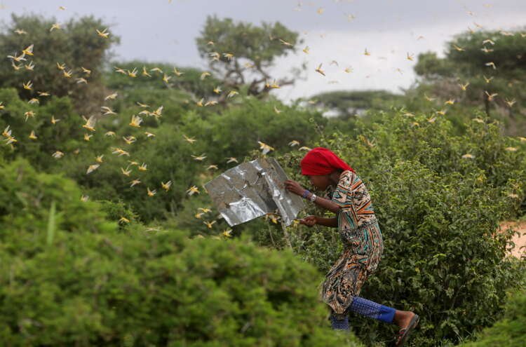 Image for Pests on the march as climate change fans spread of crop destroyers