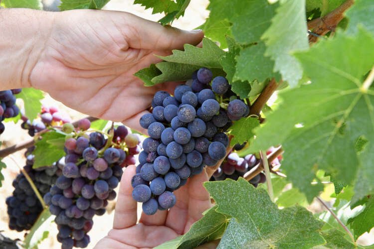 Vineyard in Tuscany affected by extreme weather, highlighting Italy's wine production decline - Global Banking & Finance Review