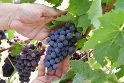 Image for Nothing to toast as Italy loses wine-making leadership to France