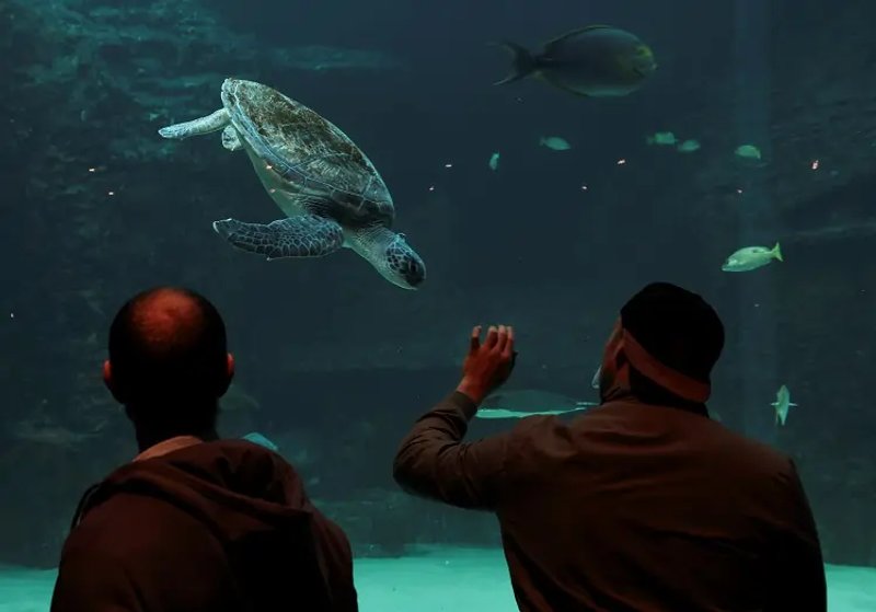 Image for Exclusive-African countries eye world’s first joint ‘debt-for-nature’ swap