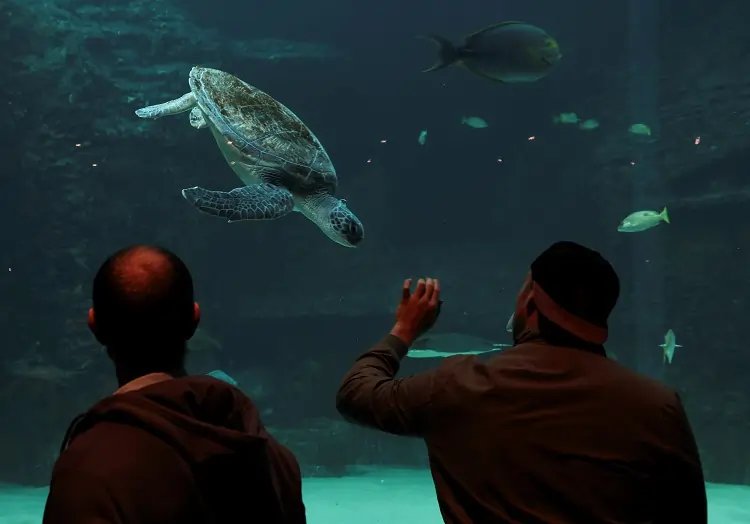 Colorful coral reef with turtles, symbolizing debt-for-nature swap for African countries - Global Banking & Finance Review