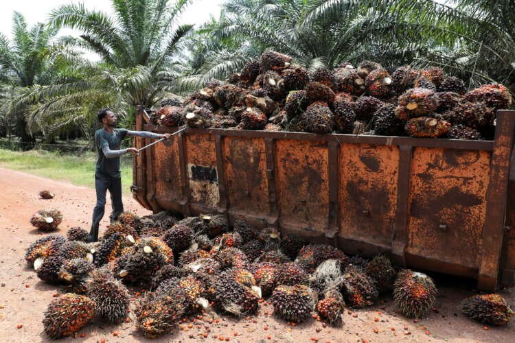 Oil palm plantation with watermelon seedlings and grazing cows amid labour shortages - Global Banking & Finance Review