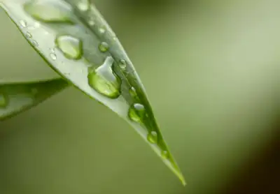 Image for Deutsche Bank launches green deposits for its corporate clients