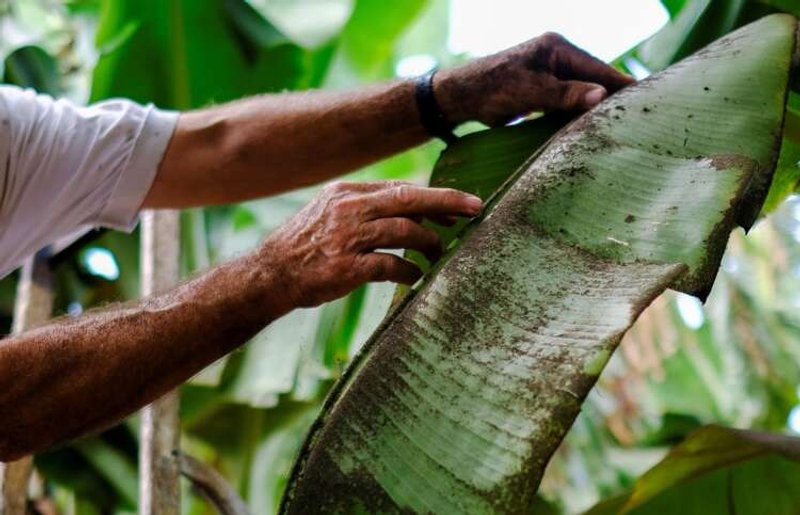 Image for Farmers despair as volcano ravages La Palma’s banana crop