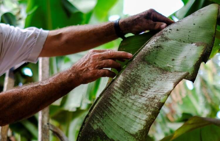 Image for Farmers despair as volcano ravages La Palma’s banana crop
