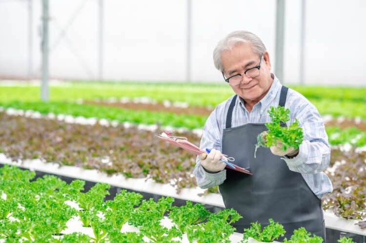 Happy senior Asian man in hydroponic farm