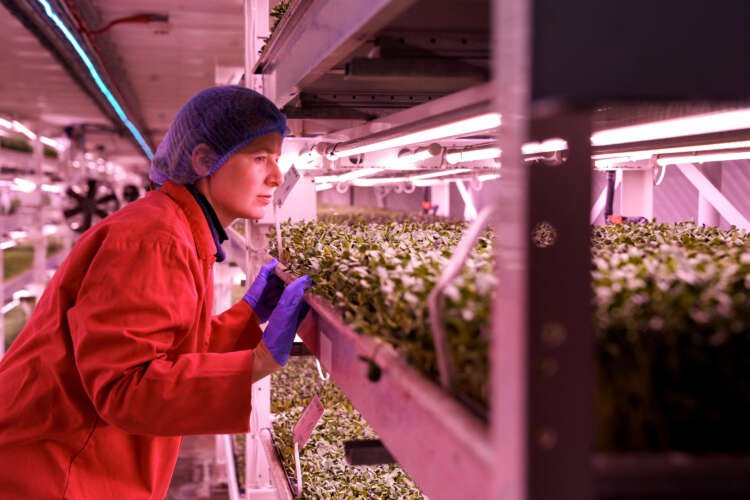 Underground farm in London growing herbs like coriander under LED lights - Global Banking & Finance Review