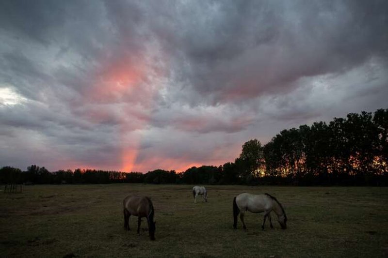 Image for ‘I want to breed horses, not camels’: Hungarian farmers battle ‘historic’ drought