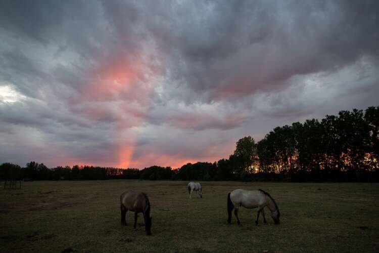 Hungarian farmer Andras Eordogh with foals on his drought-affected farm - Global Banking & Finance Review