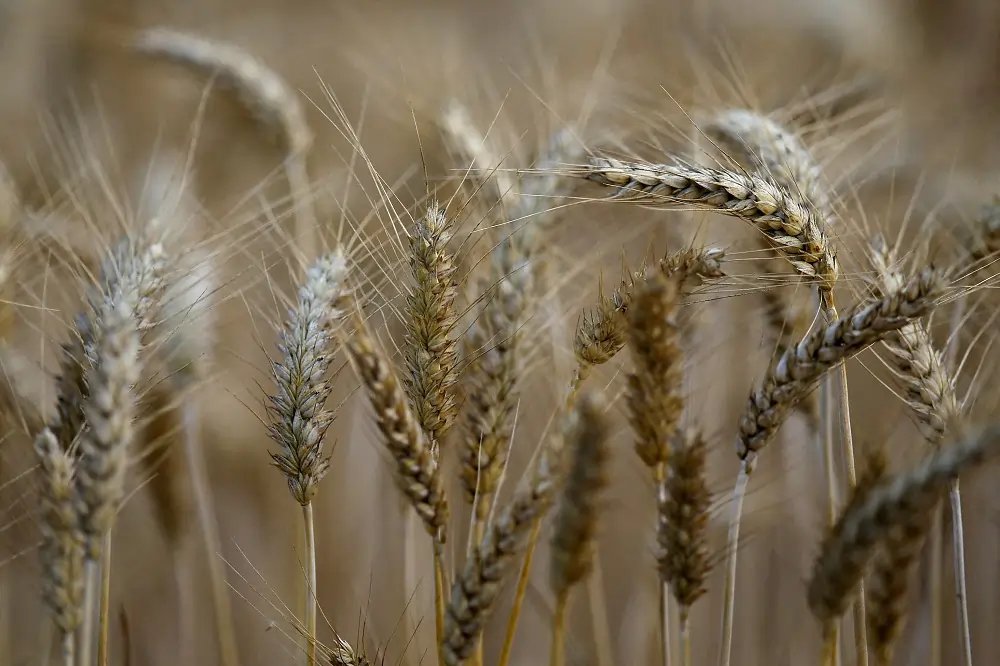 Wheat futures decline amid financial market turmoil and strong euro - Global Banking & Finance Review