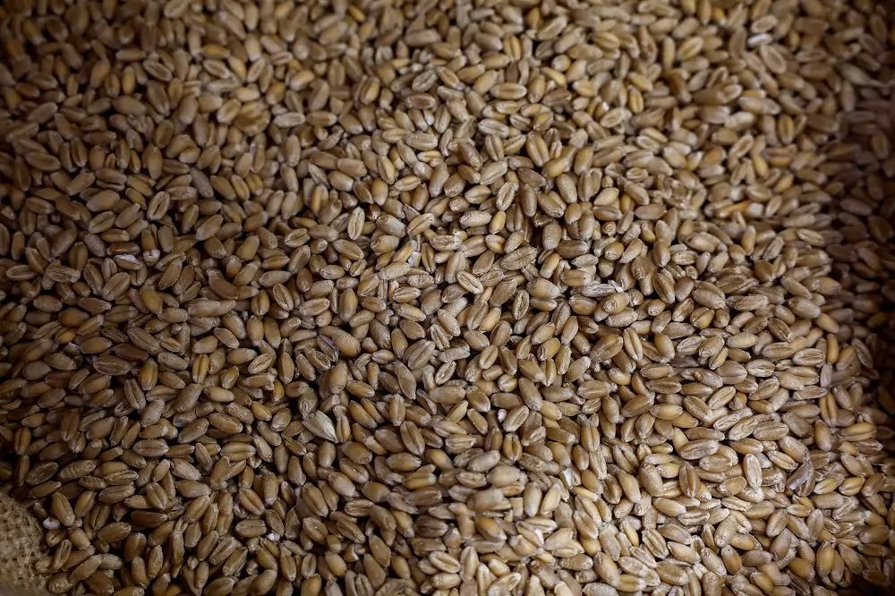 Image showing French millers assessing wheat harvest quality amid rain damage - Global Banking & Finance Review