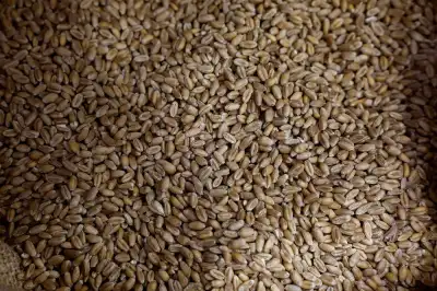 Image for French millers face long grind as rain-hit wheat harvest comes in