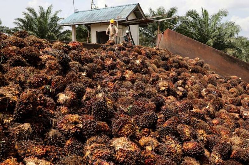 Image for Malaysia aims to regain palm oil market share in EU amid global shortage