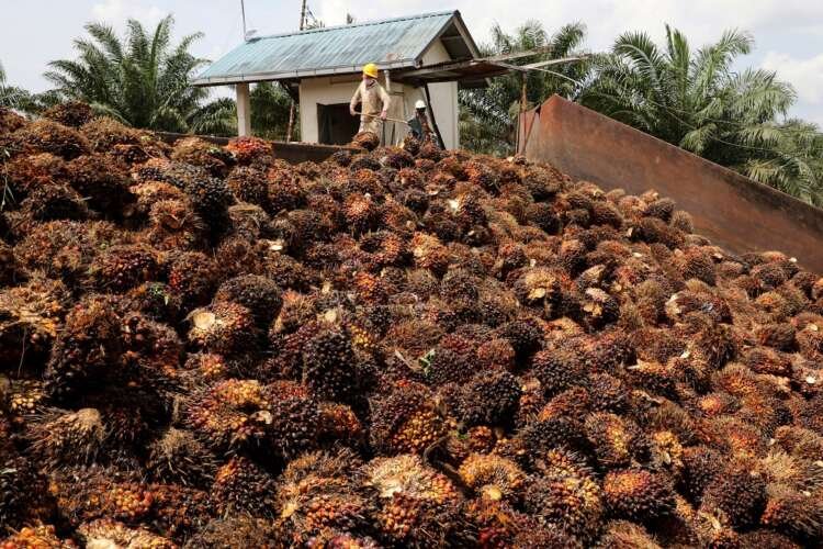 Workers harvesting palm oil fruits at a Malaysian plantation amid global edible oil shortage - Global Banking & Finance Review