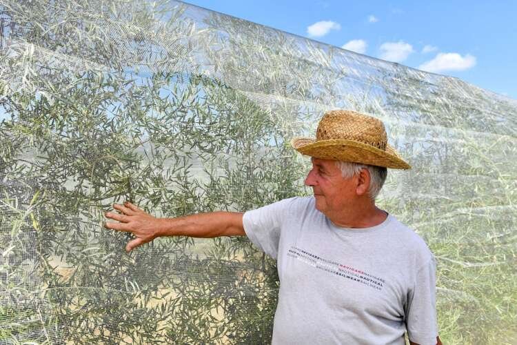 Olive trees in Tuscany affected by drought and heatwave - Global Banking & Finance Review