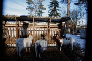 Image depicting German livestock in quarantine due to foot-and-mouth disease - Global Banking & Finance Review