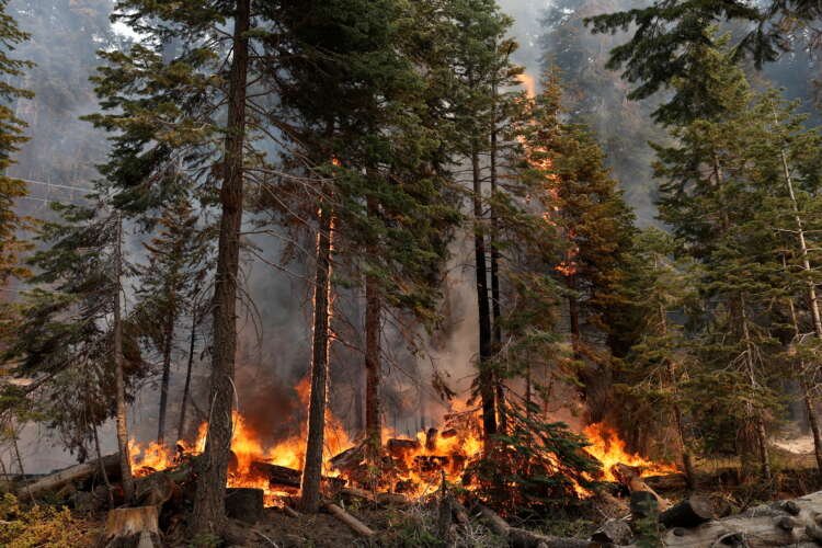 Firefighters combating the Caldor wildfire near South Lake Tahoe, California - Global Banking & Finance Review