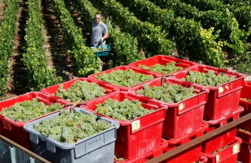 Image for French 2024 wine production seen falling after wet weather