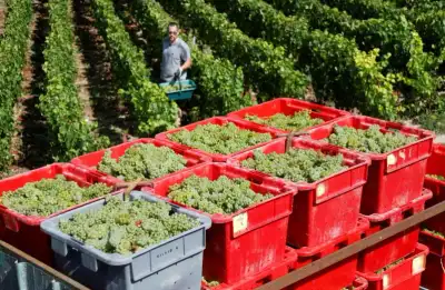 Image for French 2024 wine production seen falling after wet weather
