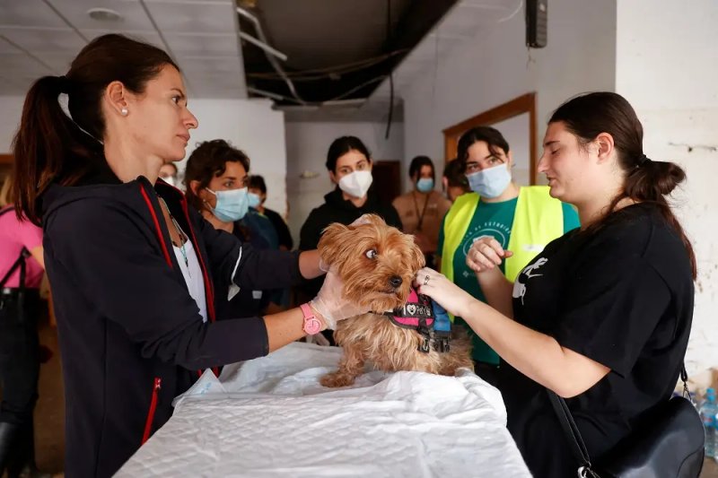 Image for Spain floods: Improvised vet station treats pets sick from tainted mud