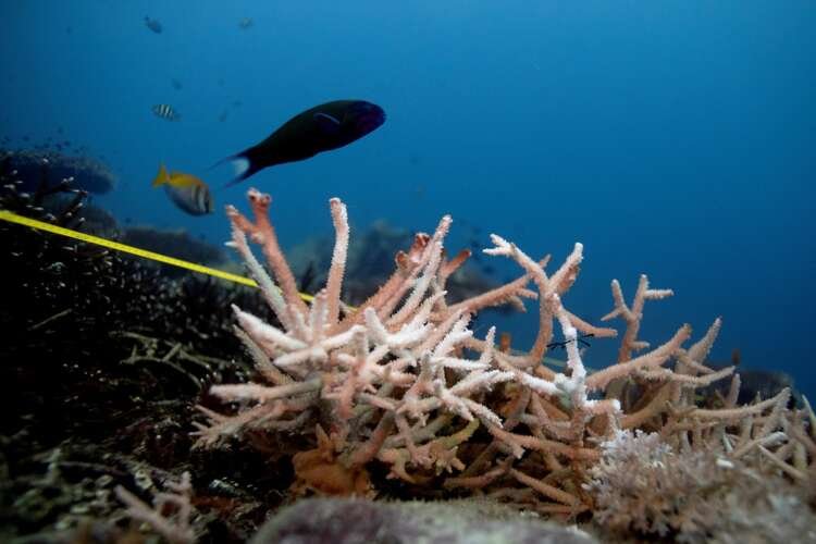 Bleached coral reef impacted by climate change and ocean acidification - Global Banking & Finance Review