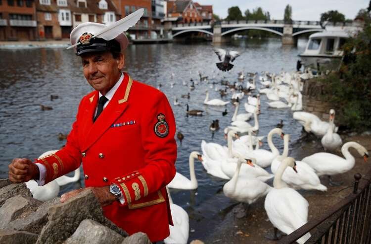 Swans on the River Thames, highlighting Britain's royal swan ownership transition - Global Banking & Finance Review