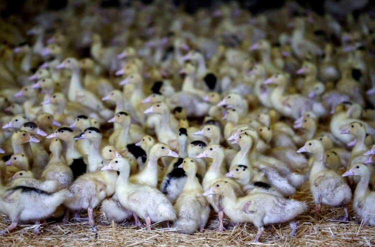 Poultry farm with ducks, highlighting bird flu vaccination efforts in France - Global Banking & Finance Review