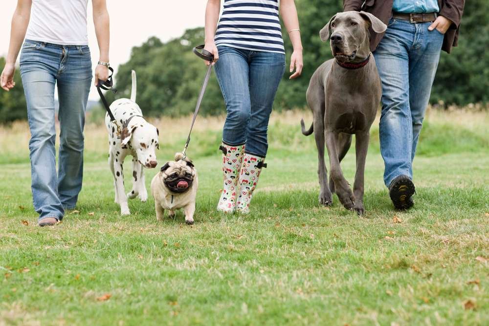 A professional dog walker managing multiple dogs outdoors - Global Banking & Finance Review