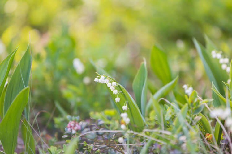 Wild lily of the valley flowers blooming, symbolizing growth in ESG for financial institutions - Global Banking & Finance Review