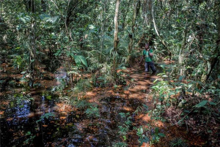 Image for Analysis-The next Amazon? Congo Basin faces rising deforestation threat