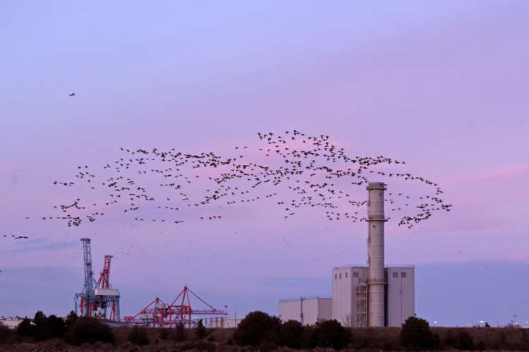 FILE PHOTO: A murmuration of Light-bellied Brent Geese in Dublin