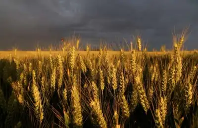 Image for French soft wheat harvest 14% complete, maize conditions remain good