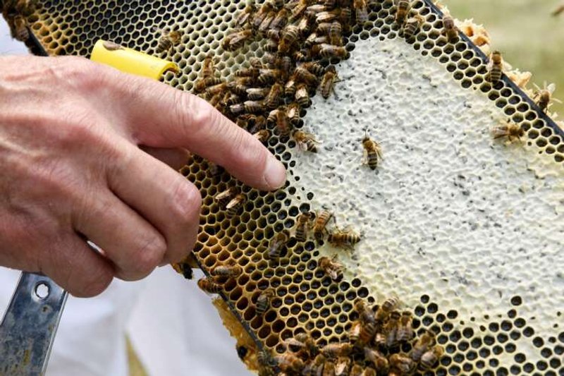 Image for Stung by climate change: drought-weakened bee colonies shrink U.S. honey crop, threaten almonds