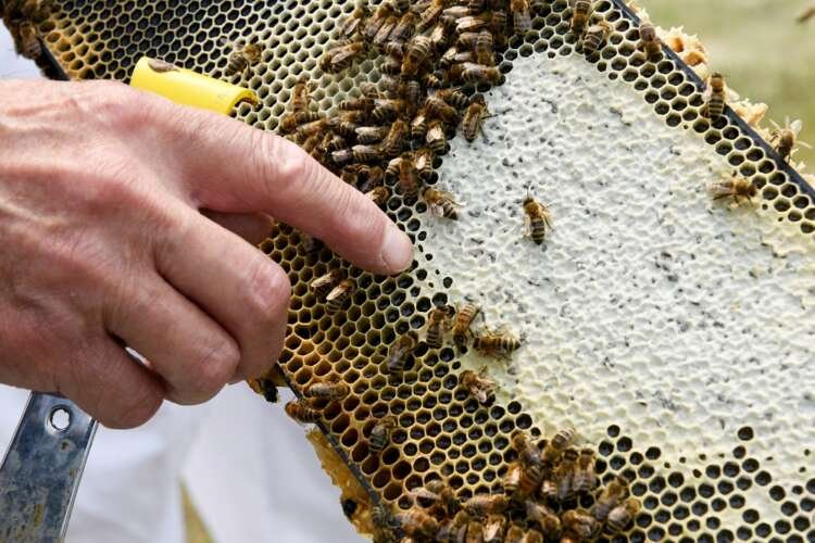 Image for Stung by climate change: drought-weakened bee colonies shrink U.S. honey crop, threaten almonds