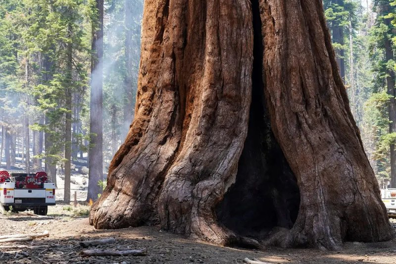 Image for Giant Sequoias, world’s largest trees, thriving in UK, report shows