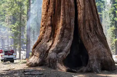 Image for Giant Sequoias, world’s largest trees, thriving in UK, report shows
