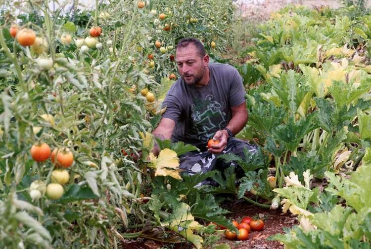 Qassem Shreim examining his greenhouse tomatoes, showcasing Lebanese farming amidst economic crisis - Global Banking & Finance Review