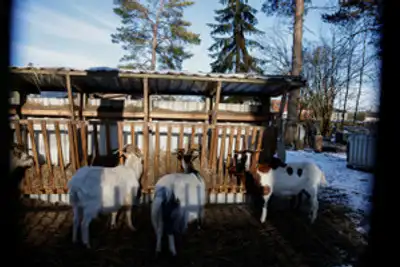 Image for German pig prices stable on hopes foot-and-mouth disease contained