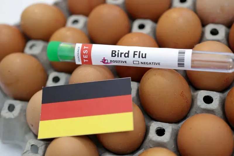 Image for Germany reports outbreak of H5N1 bird flu on a farm