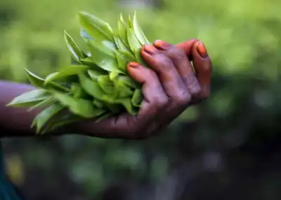 Image for ‘Recipe for disaster’: COVID-19 spreads fear in India’s tea estates