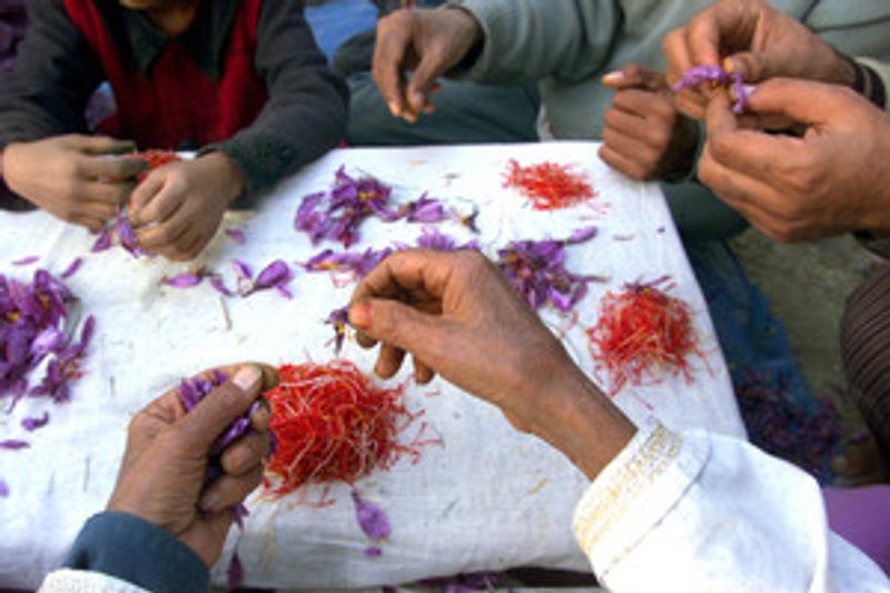 Image for Kashmir's saffron growers experiment with indoor farming as climate pressures mount